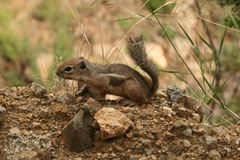 Ammospermophilus harrisii