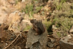 Ammospermophilus harrisii