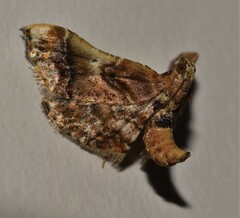 Scenedra decoratalis