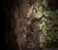 Toxorhynchites speciosus