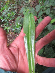 Gomphichis