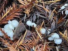 Marasmius calhouniae