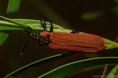 Rhinotia haemoptera