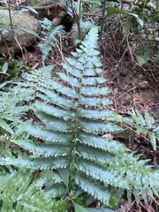 Microlepia marginata bipinnata