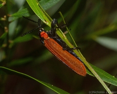 Rhinotia haemoptera