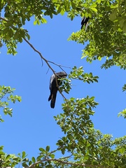 Calyptorhynchus banksii