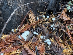 Marasmius calhouniae