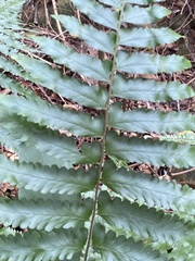 Microlepia marginata bipinnata