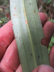 Gomphichis