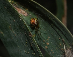 Theridion pyramidale