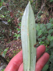 Gomphichis