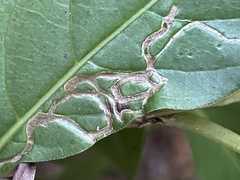 Liriomyza schmidti