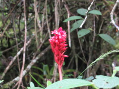 Stenorrhynchos albidomaculatum