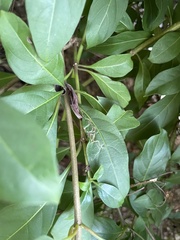 Liriomyza schmidti