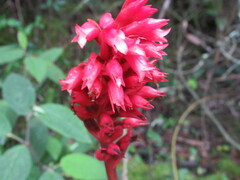 Stenorrhynchos albidomaculatum