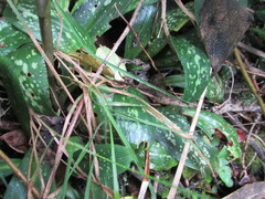Stenorrhynchos albidomaculatum