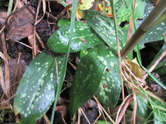 Stenorrhynchos albidomaculatum