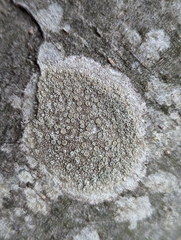 Lecanoraceae