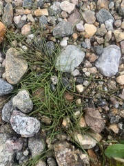 Equisetum variegatum