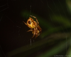 Salsa brisbanae