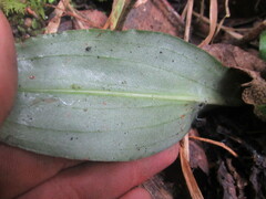 Stenorrhynchos albidomaculatum