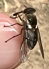 Scaptia