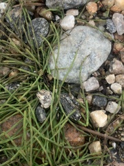 Equisetum variegatum