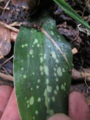Stenorrhynchos albidomaculatum