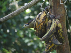 Melanerpes pucherani
