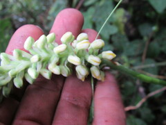 Gomphichis
