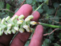 Gomphichis