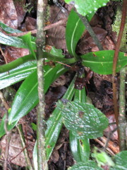 Gomphichis