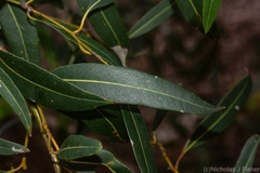 Eucalyptus curtisii