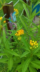 Asclepias