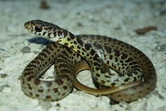Coluber constrictor flaviventris