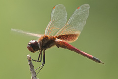 Tramea darwini