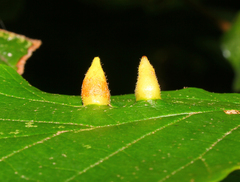 Hormaphis hamamelidis
