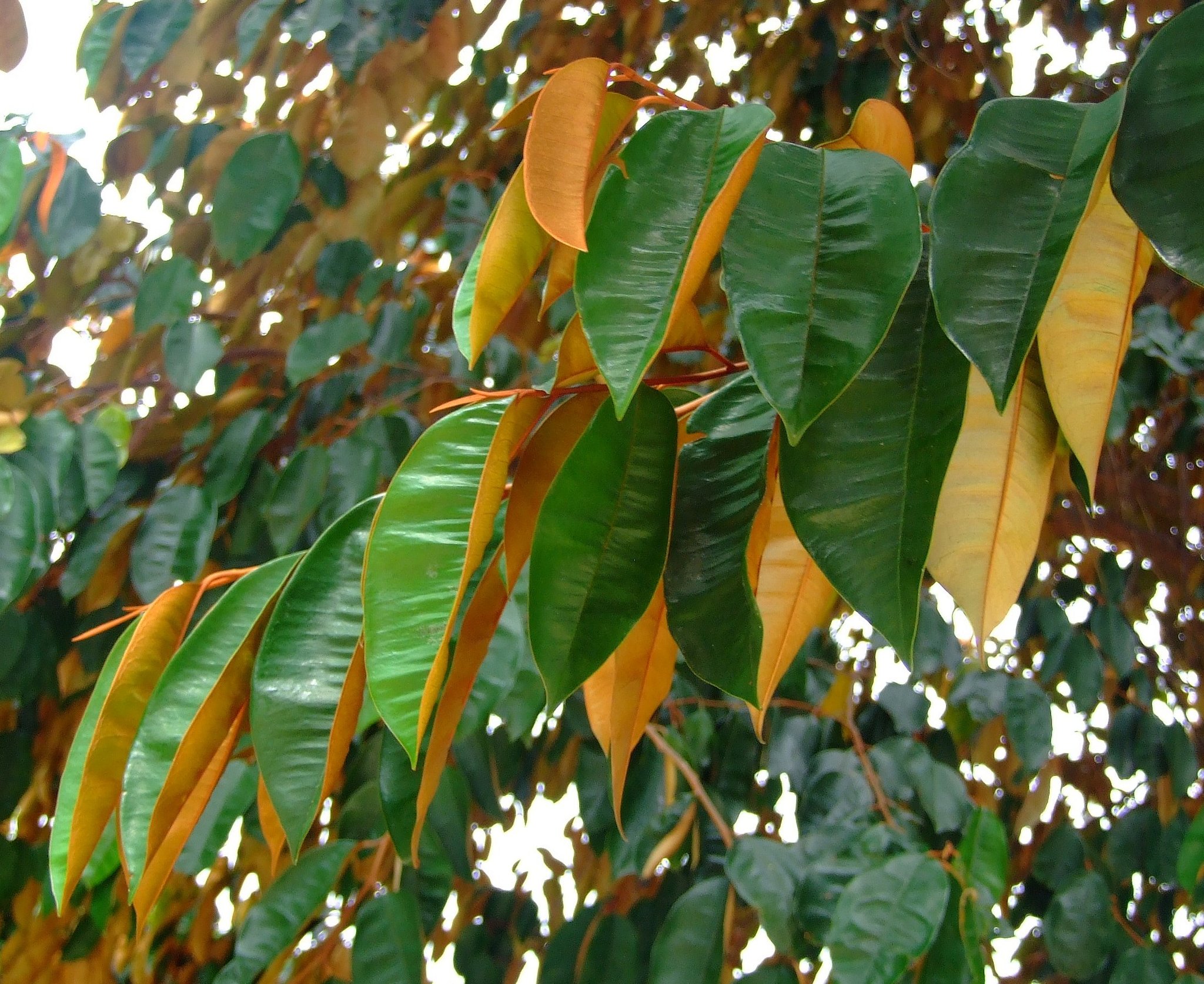 Chrysophyllum