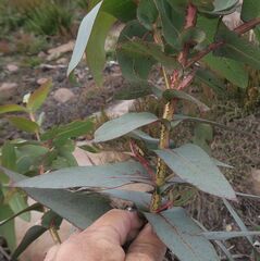 Eucalyptus nitens