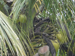 Patagioenas flavirostris