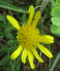 Hirpicium