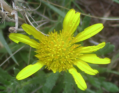 Hirpicium