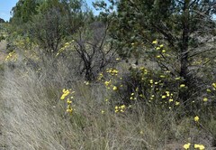 Ozothamnus diotophyllus