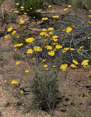 Ozothamnus diotophyllus
