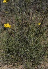 Ozothamnus diotophyllus