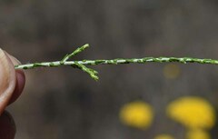 Ozothamnus diotophyllus