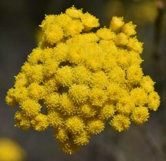 Ozothamnus diotophyllus