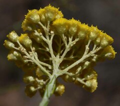Ozothamnus diotophyllus