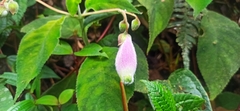 Kohleria affinis