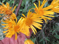 Munnozia senecionidis